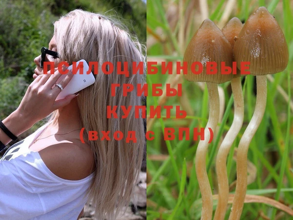 прущие грибы Белокуриха